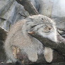 manul500526045